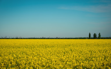 Obraz premium Yellow field rapeseed in bloom. Wide angle view of a beautiful field of bright canola in front of a forest.