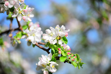 bee pollinates an apple flower
