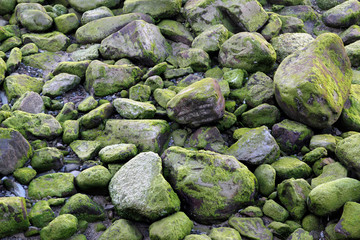Rocks by the shore at low tide