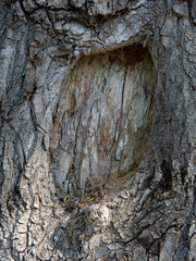 The texture of the wood, the bark of an old tree, copy space.