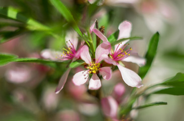 bee on flowers