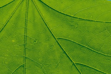Green leaves background. Leaf texture