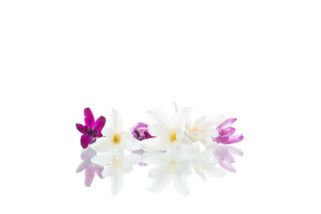 colorful flowers of hyacinth on white background