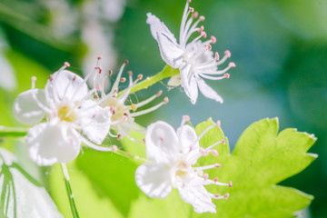 branch of blooming bird cherry in front of blue sky. Copy space