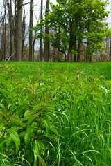 Fresh Spring vegetation