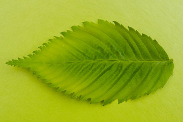 Creative green layout made of leaf macro. Flat lay concept