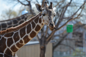 A giraffe in the outdoors