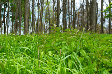 Fresh Spring vegetation