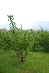 Fototapeta premium Italia : Alberi di nocciole, Campania, Aprile 2019.