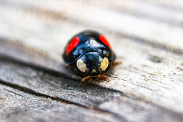 The photo of red and black lady bug on the wood