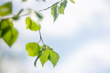 Close up of natural green leaves. Beautiful tree background