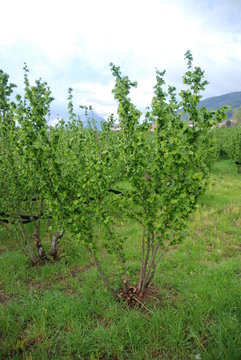 Italia : Alberi di nocciole, Campania, Aprile 2019.