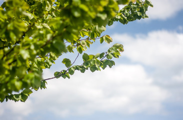Natural green leaves and blue sky. Beautiful tree background