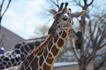 Obraz premium A giraffe in the outdoors