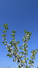 flowering plum tree against a blue sky