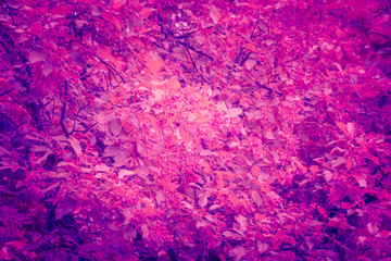 Trendy color ultra violet concept. Ultraviolet foliage abstract background.