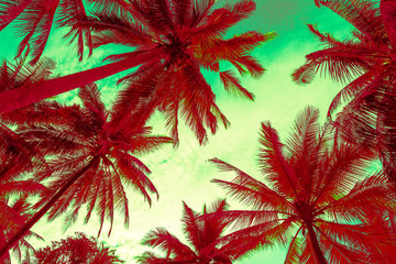 Seaside coconut palm tree pattern from bottom view in morning background. Tropical summer beach holiday vacation traveling, save the earth concept.