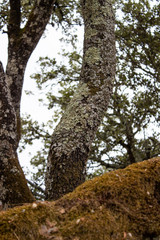 Lichen on the tree trunk at Douro Region in northern Portugal