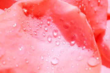 Fototapeta premium Red rose petals with water drops