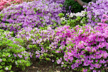 Violet azaleas in city botanical garden
