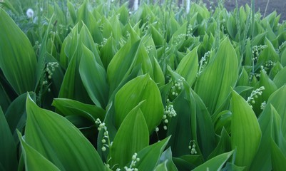 green background-structure of spring lily of the valley