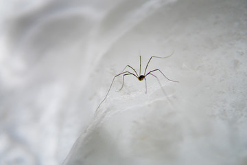 Spider on ice. 