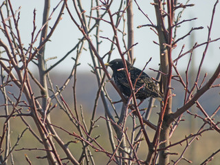 starling sits on a branch in spring