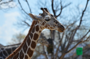 A giraffe in the outdoors
