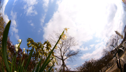 lily of the valley little flower