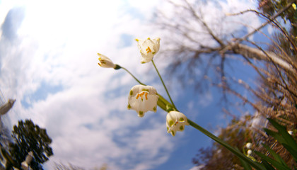 lily of the valley little flower