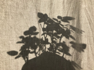 linen curtain and room rose shadow 1