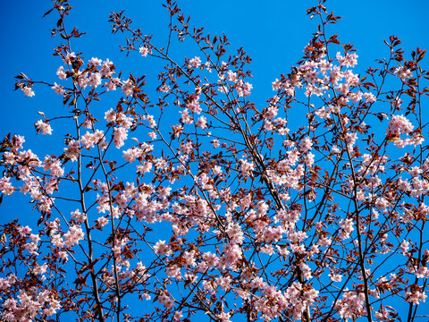 Cherry blossom tree in bloom. Sakura flowers on azure sky background. Soft focus botanical photography. Garden on sunny spring day. Shallow depth of field. Blurred floral background.