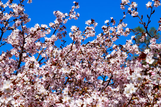 Cherry blossom tree in bloom. Sakura flowers on azure sky background. Garden on sunny spring day. Soft focus botanical photography. Shallow depth of field. Blurred floral background.