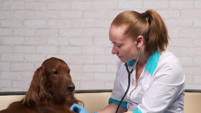 female vet listens to a dog using a stethoscope in an office. doctor checks health of pet.