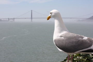 Gull Overlooking Golden Gate Bridge and San Francisco Bay in San Francisco, California 