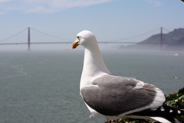 Gull Overlooking Golden Gate Bridge and San Francisco Bay in San Francisco, California 