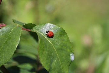 coccinelle