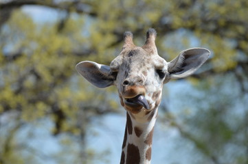 Naklejka premium A giraffe in the outdoors