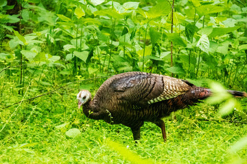 Turkey in the Woods
