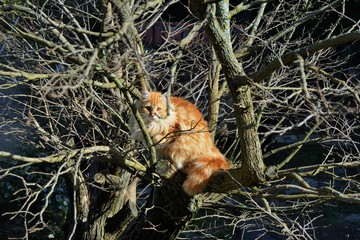 Cat in a tree