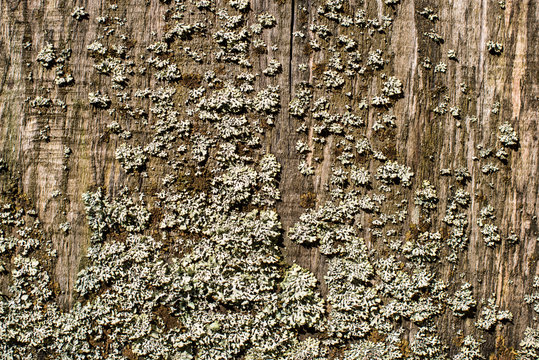 Patterns of Foliose lichen Flavoparmelia caperata on natural wood, close up.