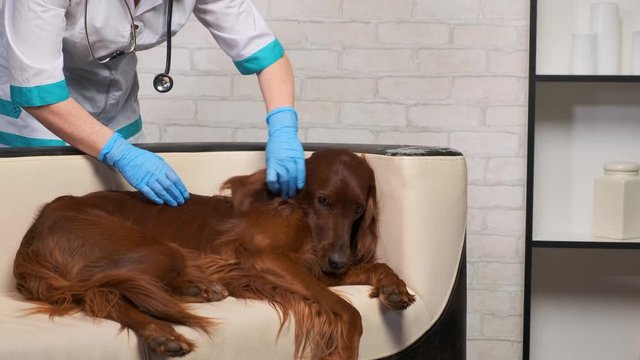 dog is lying on sofa in office vet. female doctor reassures a setter with red color wool stroking her hand in a blue latex glove.