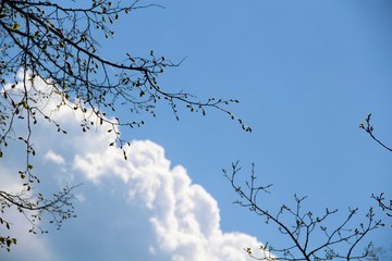 branches of a tree against blue sky