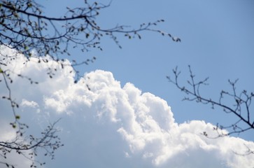 branches of tree against blue sky