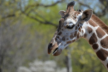A giraffe in the outdoors