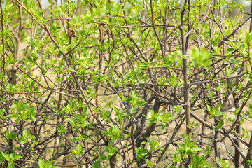 Texture of blooming shrub in spring, background