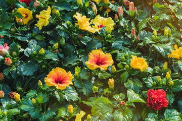 Beautiful of colorful hibiscus flowers in public garden at Ho Chi Minh City, Vietnam.