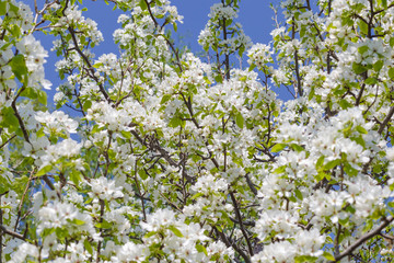 Twigs of a blooming wild apple tree in spring on a sunny day against a blue sky