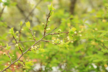buds of flowers on a fruit tree in spring in the garden