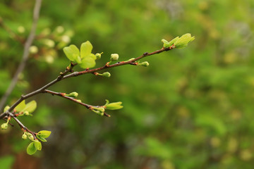 buds of flowers on a fruit tree in spring in the garden